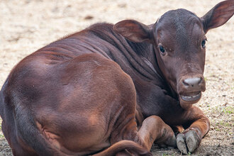 watusi