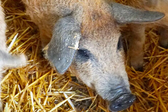 selátka prasete mangalica