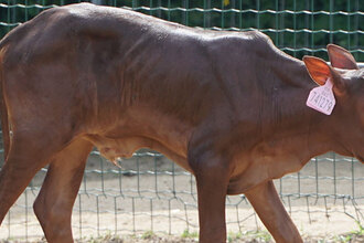 watusi