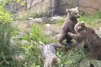 Zoo Hluboká prosí návštěvníky, aby zvířata v zoo netrápili