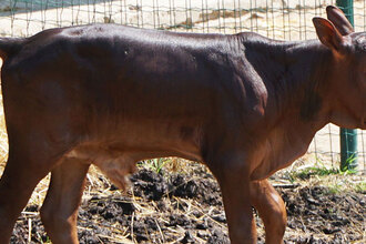 watusi