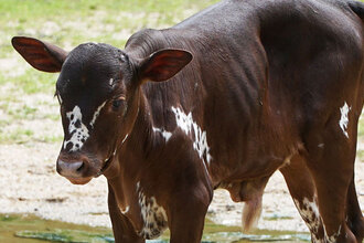 watusi