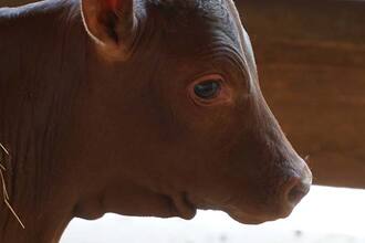 watusi