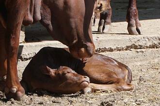 watusi