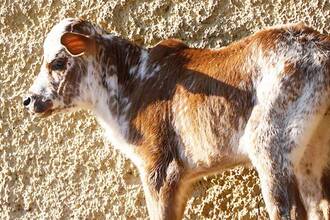 zebu zakrslý