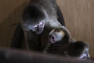 dvě malpy plačtivé