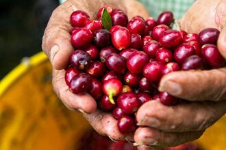 Výstava Kávová krize