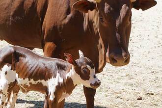 watusi